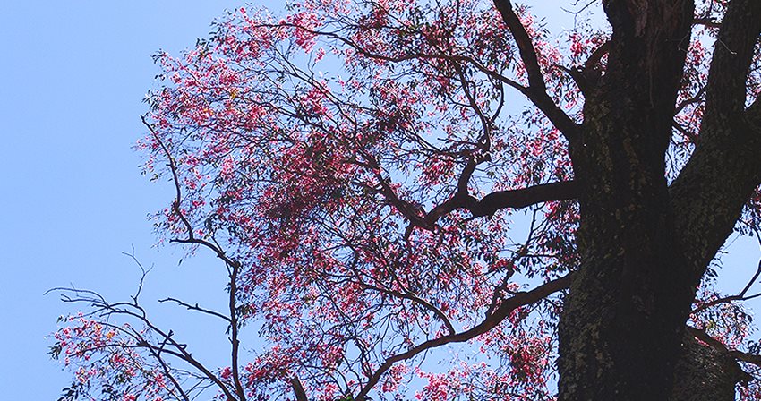 886x468-tree-onsite-gbn.jpg